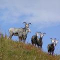 Stone sheep Stone sheep